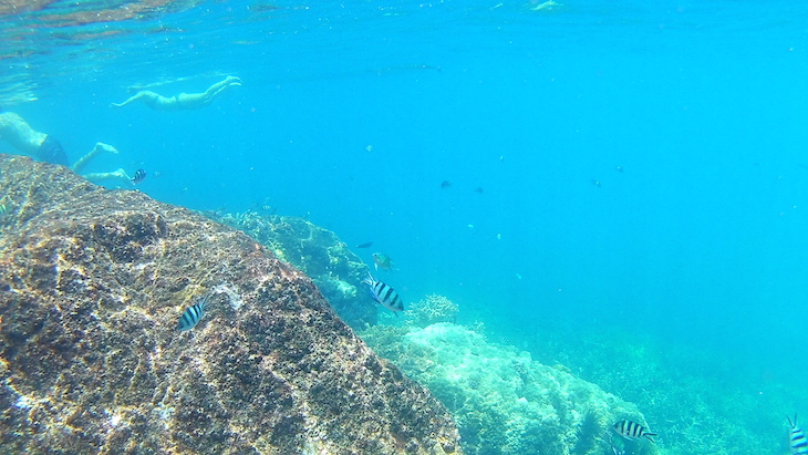 Snorkeling nas Perhentian - Malasia © Viaje Comigo