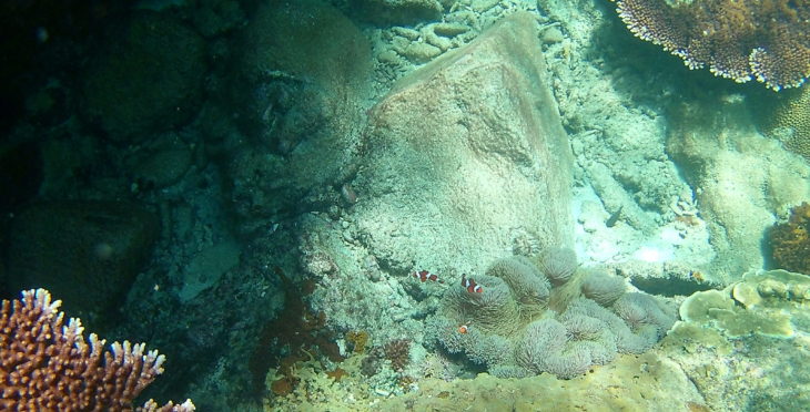  Snorkeling nas Perhentian - Malasia © Viaje Comigo