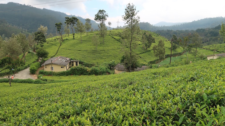 Nos campos de chá da Pedro Estate - Nuwara Eliya - Sri Lanka © Viaje Comigo