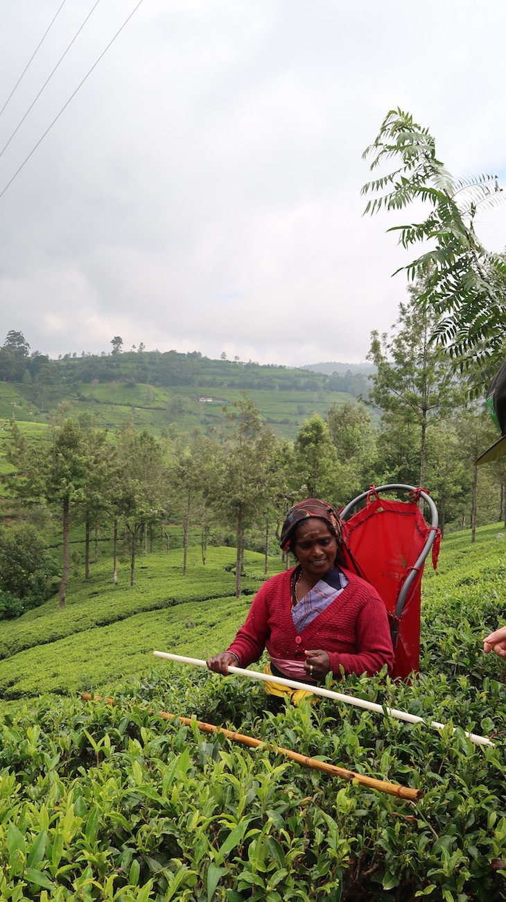 Trabalhadora da Pedro Estate - Nuwara Eliya - Sri Lanka © Viaje Comigo