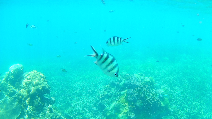  Snorkeling nas Perhentian - Malasia © Viaje Comigo