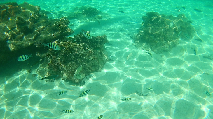 Snorkeling nas Perhentian - Malasia © Viaje Comigo