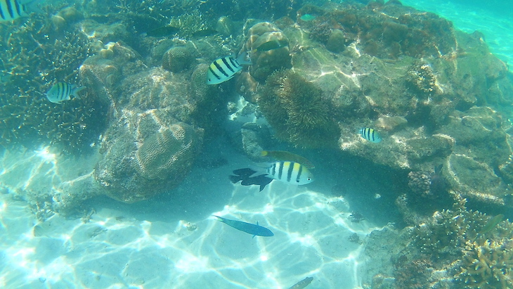  Snorkeling nas Perhentian - Malasia © Viaje Comigo