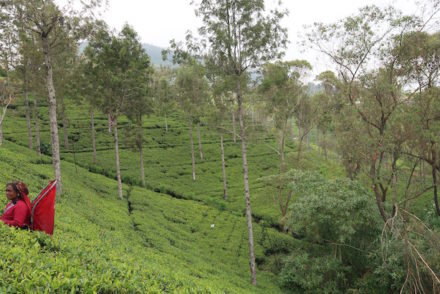 Nos campos de chá da Pedro Estate - Nuwara Eliya - Sri Lanka © Viaje Comigo