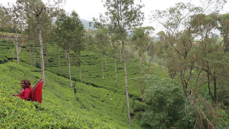 Nos campos de chá da Pedro Estate - Nuwara Eliya - Sri Lanka © Viaje Comigo