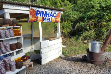 Pinhão na Serra Gaúcha, Brasil © Viaje Comigo