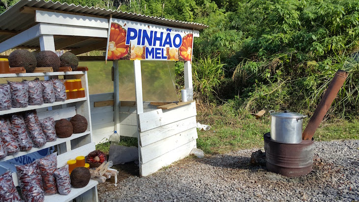 Pinhão na Serra Gaúcha, Brasil © Viaje Comigo