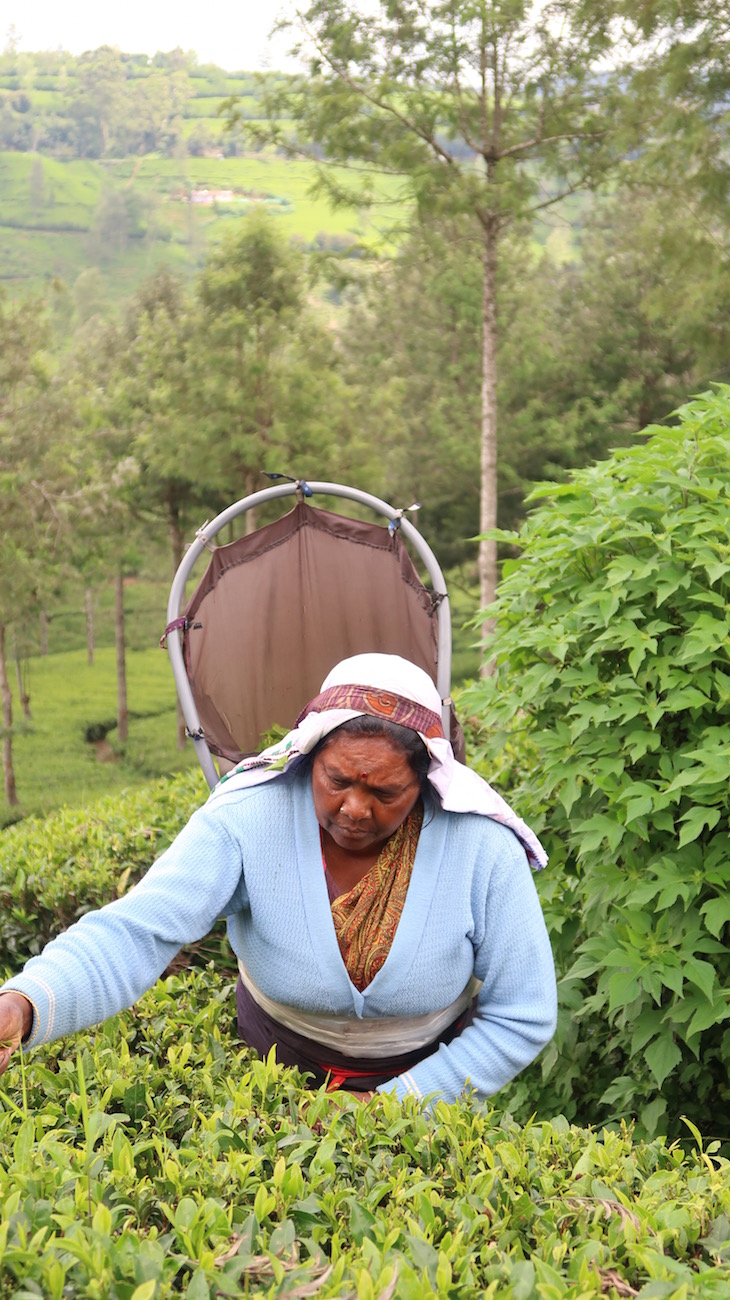 Trabalhadora da Pedro Estate - Nuwara Eliya - Sri Lanka © Viaje Comigo