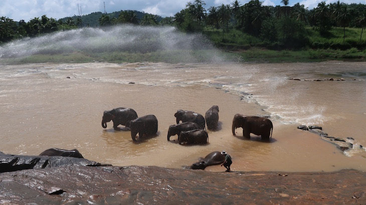 Orfanato de Elefantes em Pinnawala - Sri Lanka © Viaje Comigo