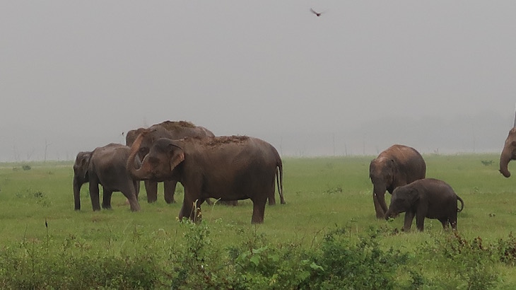 Minneriya National Park, Sri Lanka © Viaje Comigo