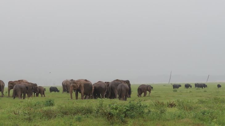 Minneriya National Park, Sri Lanka © Viaje Comigo