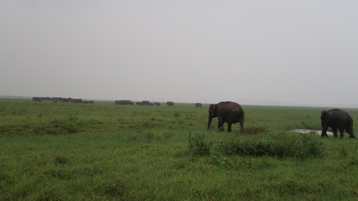 Minneriya National Park, Sri Lanka © Viaje Comigo