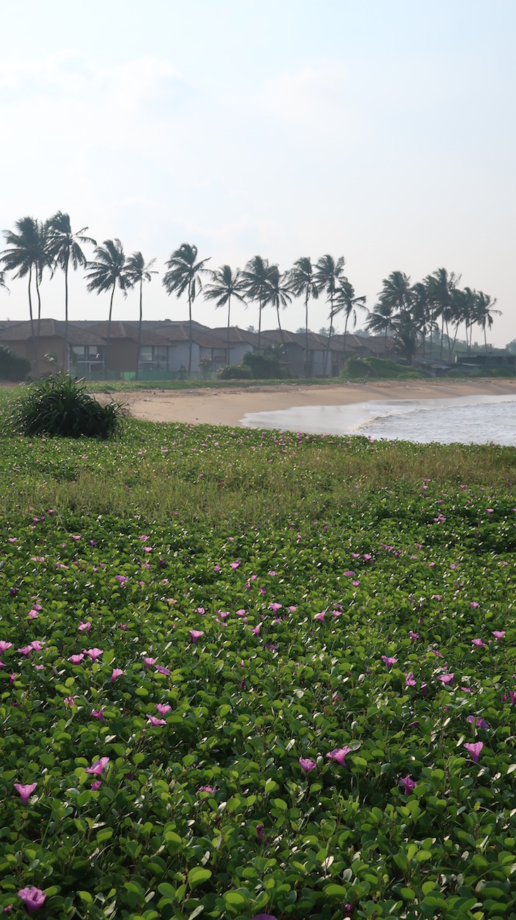 Na praia do Club Hotel Dolphin - Sri Lanka © Viaje Comigo