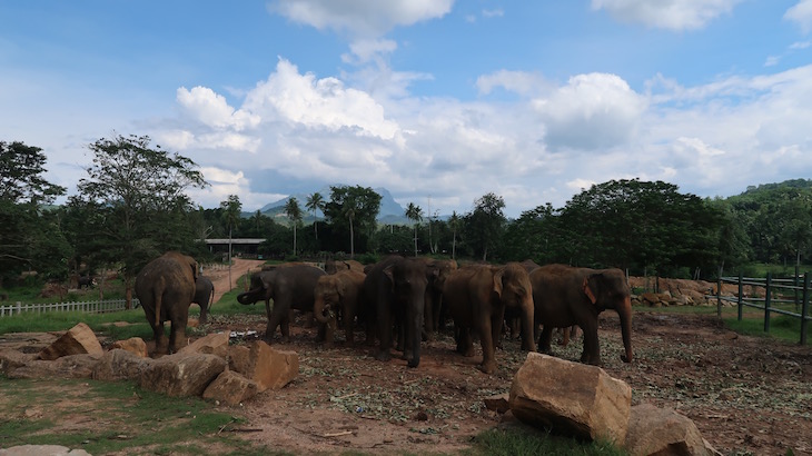 Orfanato de Elefantes em Pinnawala - Sri Lanka © Viaje Comigo