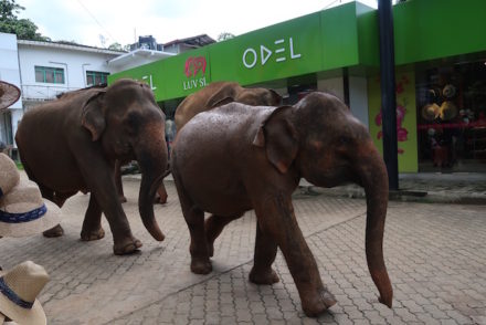 Orfanato de Elefantes em Pinnawala - Sri Lanka © Viaje Comigo