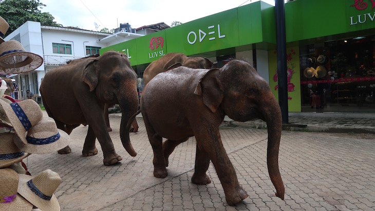 Orfanato de Elefantes em Pinnawala - Sri Lanka © Viaje Comigo