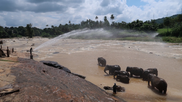 Banho no rio - Orfanato de Elefantes em Pinnawala - Sri Lanka © Viaje Comigo