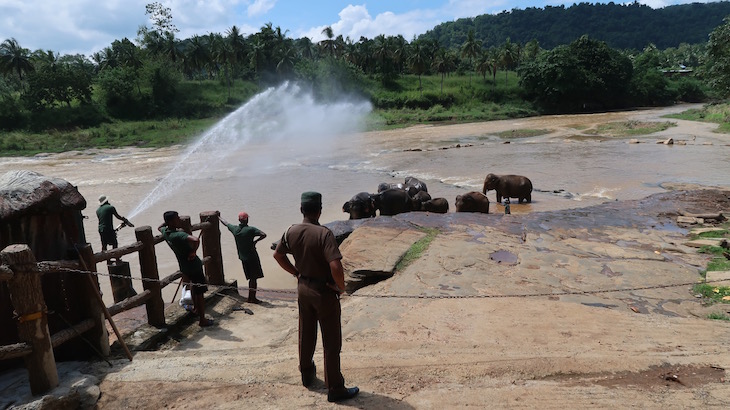 Banho no rio - Orfanato de Elefantes em Pinnawala - Sri Lanka © Viaje Comigo