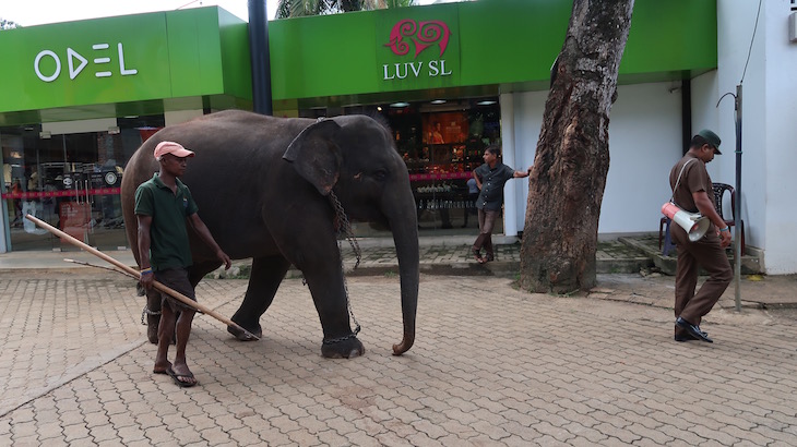 Orfanato de Elefantes em Pinnawala - Sri Lanka © Viaje Comigo