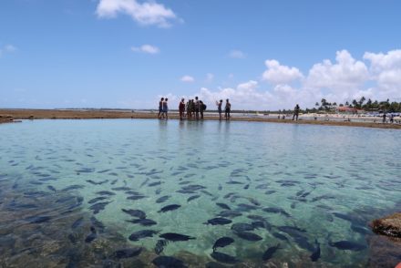 Piscinas Naturais de Porto de Galinhas - Brasil © Viaje Comigo