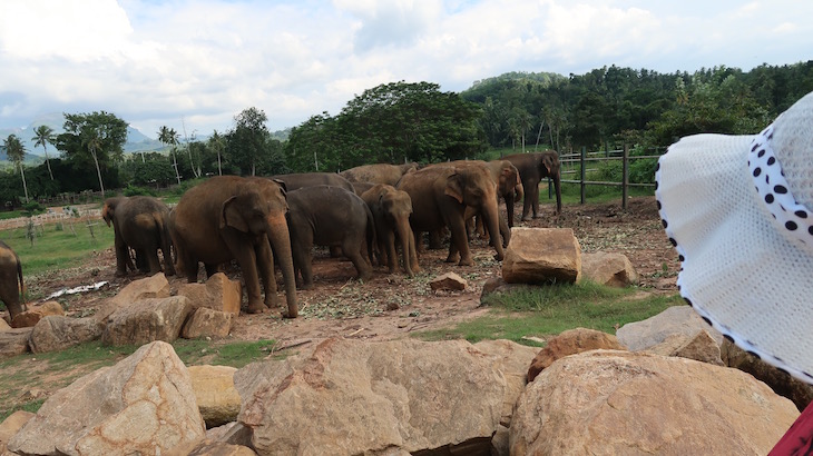 Orfanato de Elefantes em Pinnawala - Sri Lanka © Viaje Comigo