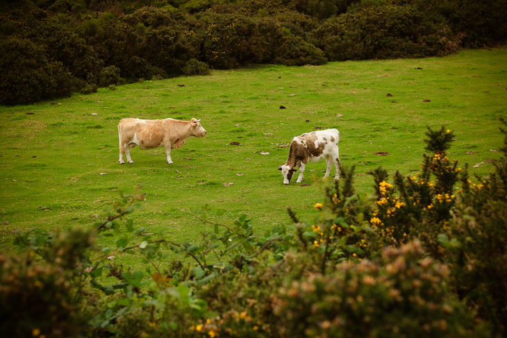 Paúl da Serra- Madeira © Débora Pinto