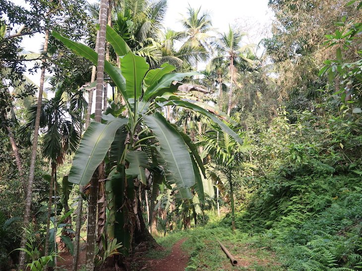 Sahakari Spice Farm - Goa ©Viaje Comigo