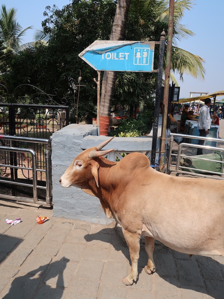Vaca nas Grutas de Elephanta - Bombaim - India © Viaje Comigo