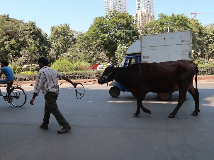 Vacas nas ruas em Bombaim - India © Viaje Comigo