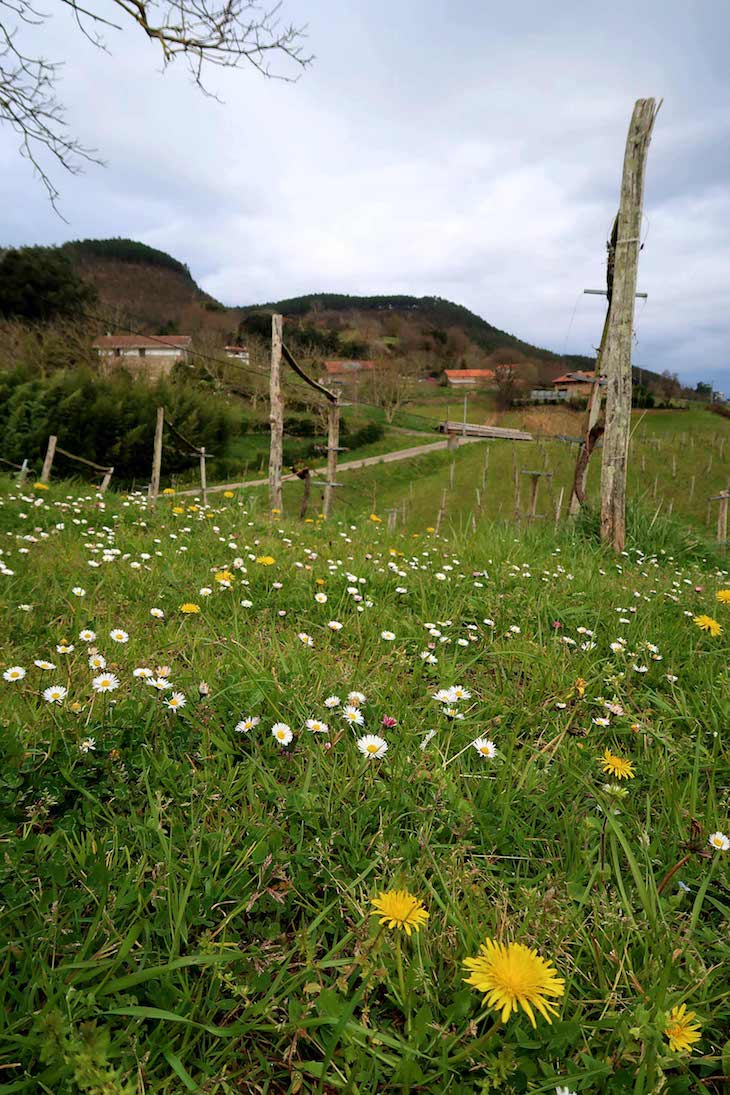 Bodega Ados - País Basco © Viaje Comigo
