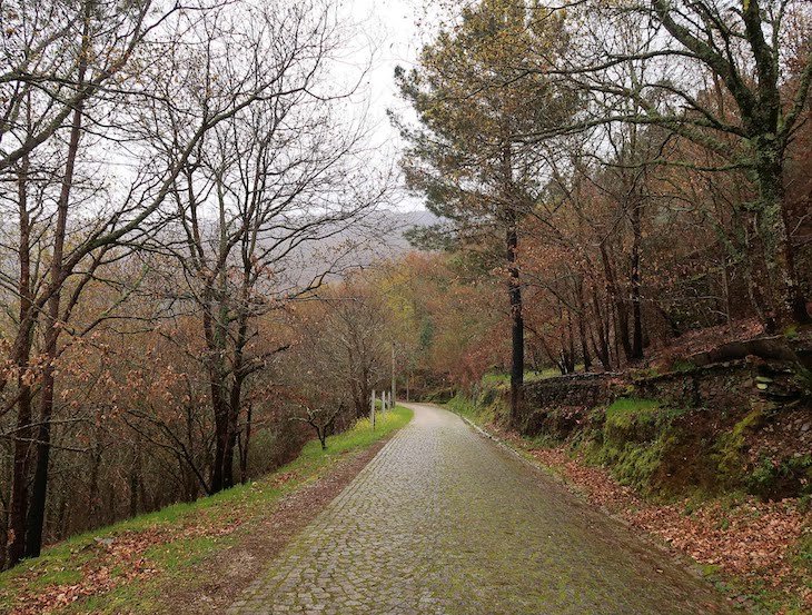 Mata da Margaraça, a caminho de Piódão - Aldeias Históricas de Portugal © Viaje Comigo