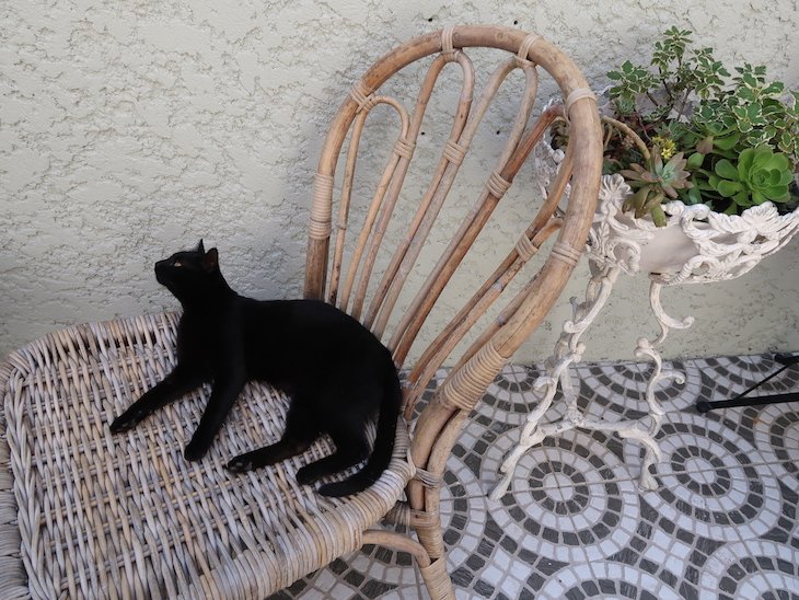 Gato na esplanada - Porto dos Gatos © Viaje Comigo