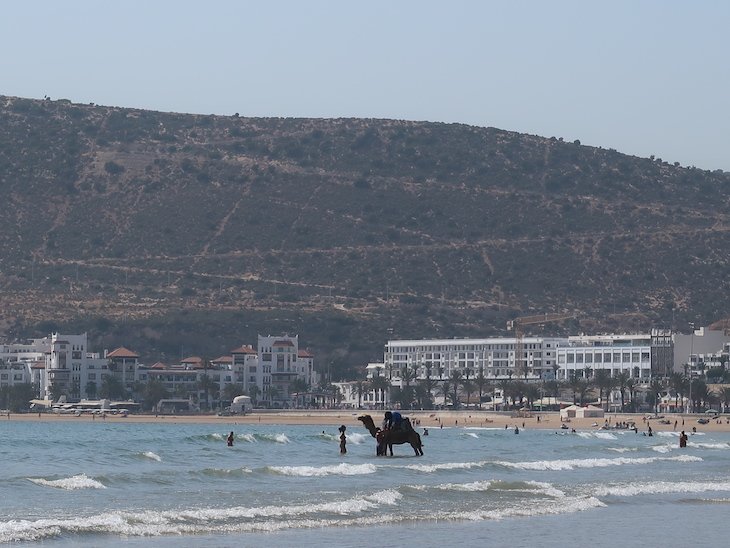 Dromedário no mar - Agadir - Marrocos © Viaje Comigo.JPG