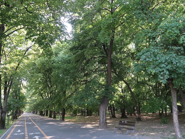 Avenidas "verdes em Bucareste - Roménia © Viaje Comigo