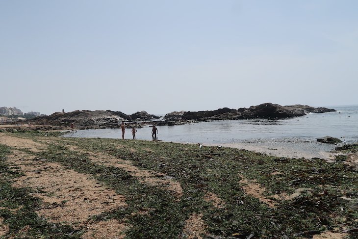 Muitas algas na Praia do Molhe, Porto - Portugal © Viaje Comigo