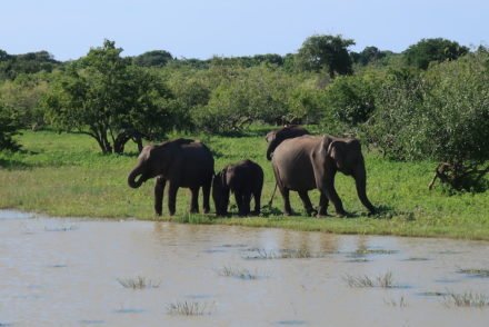 Yala National Park - Sri Lanka © Viaje Comigo