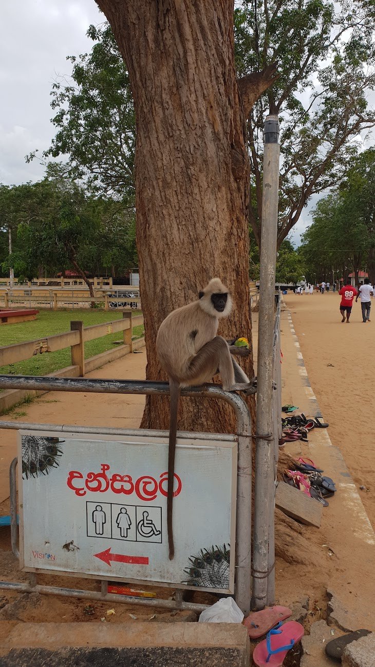 Macacos frente aos templos de Kataragama, Sri Lanka © Viaje Comigo