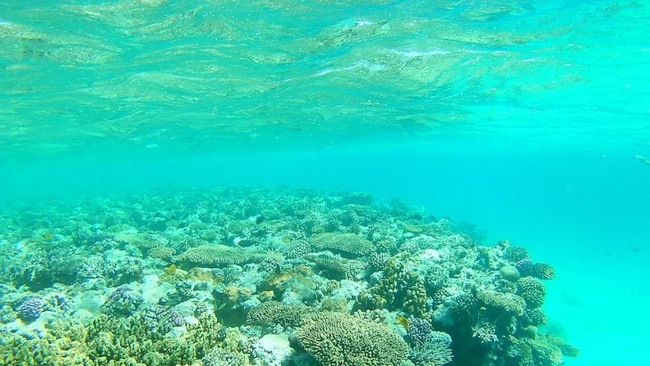 Snorkeling Giftun Island - Egito © Viaje Comigo