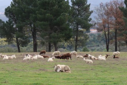 Ovelhas em Linhares da Beira - Portugal © Viaje Comigo
