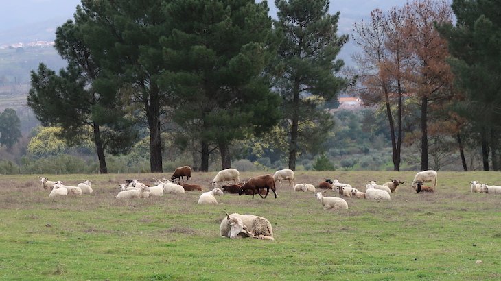 Ovelhas em Linhares da Beira - Portugal © Viaje Comigo