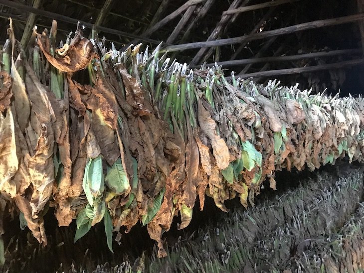 Tabaco a secar - Viñales, em Pinar del Rio - Cuba © Viaje Comigo