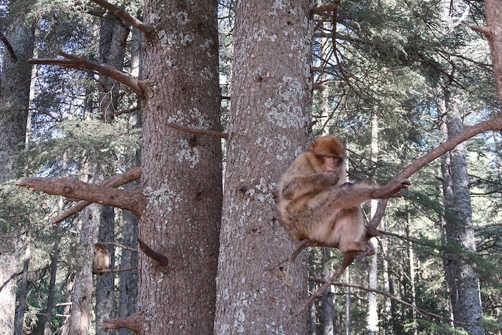 Macacos no Parque Nacional de Ifrane - Marrocos © Viaje Comigo