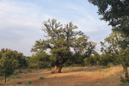 Castanheiro gigante - Guarda - Portugal © Viaje Comigo