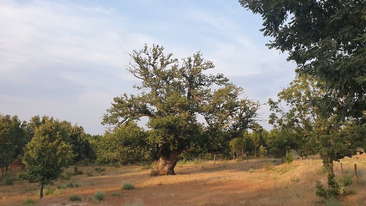 Castanheiro gigante - Guarda - Portugal © Viaje Comigo