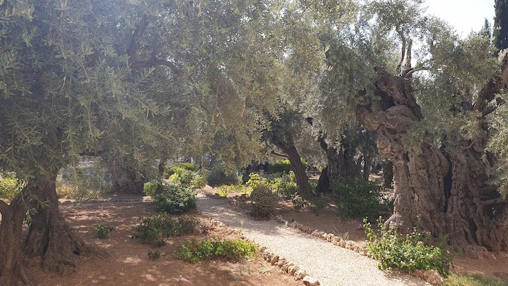 Jardim Getsemani - Monte das Oliveiras - Jerusalém - Israel © Viaje Comigo 