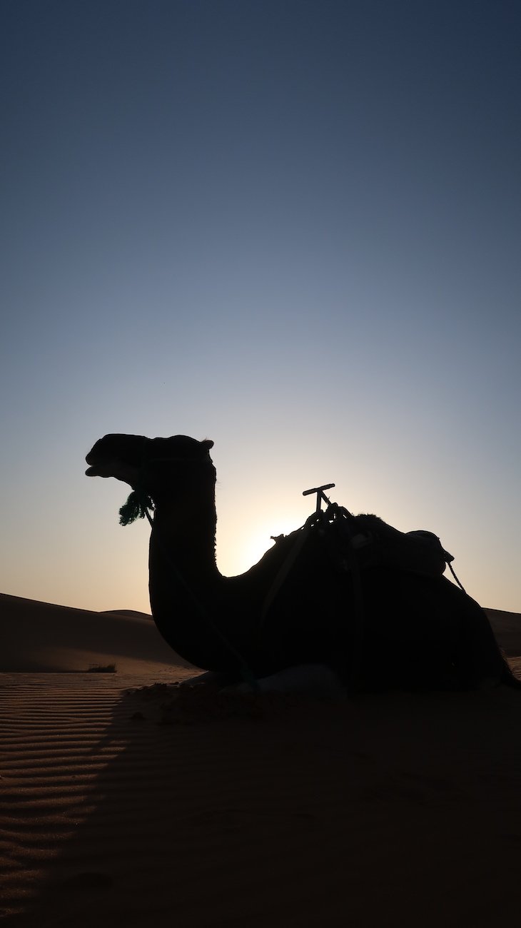 Dromedário nas dunas de Erg Chebbi, Merzouga - Deserto Saara, Marrocos © Viaje Comigo