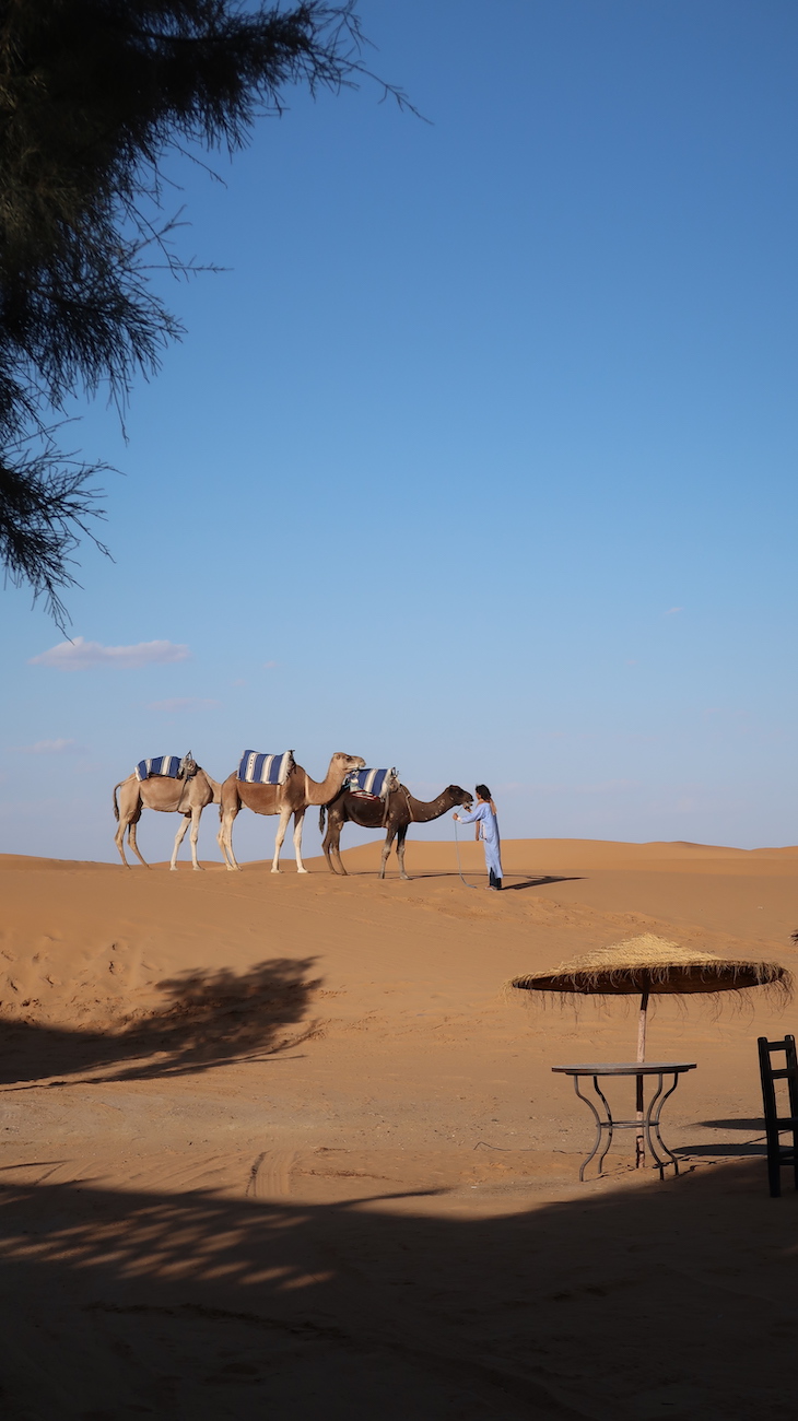 Dromedários nas dunas de Erg Chebbi, Merzouga - Deserto Saara, Marrocos © Viaje Comigo