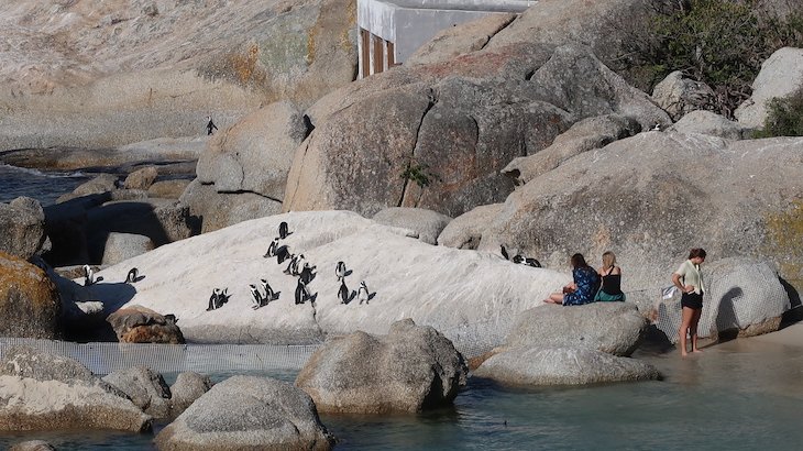 Pinguins junto do Tintswalo at Boulders Boutique Villa - África do Sul © Viaje Comigo