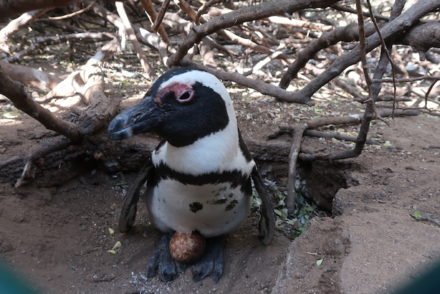 Pinguim junto do Tintswalo at Boulders Boutique Villa - África do Sul © Viaje Comigo