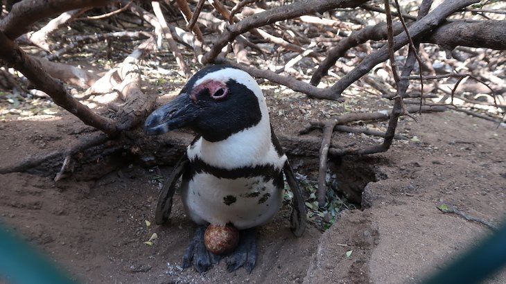 Pinguim junto do Tintswalo at Boulders Boutique Villa - África do Sul © Viaje Comigo